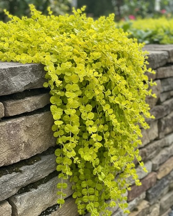 Lysimachia nummularia аurea-лизимахия, монетовидно ленивче  (1058)